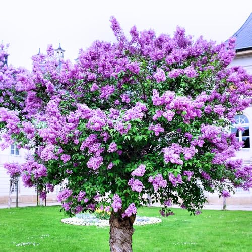 2 Purple Lilac Bushes Live Plants, 6-12 Tall, Common Reblooming Lilac Trees, Well-Rooted, in Pots