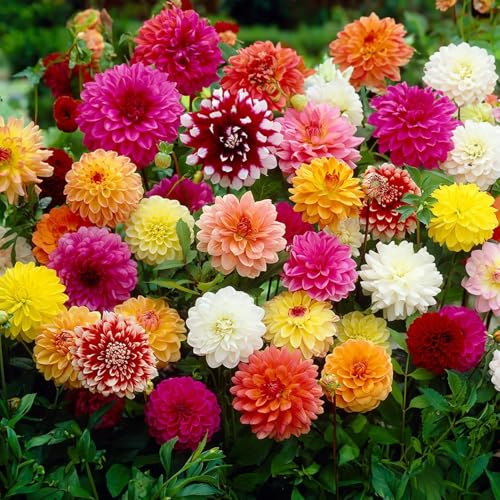 DAHLIA-lökar (knölrötter) | Lökar från de bästa holländska producenterna | Exklusivt urval och kvalitetskontroll | Garanterad blomning från första året. (5 Dekorativdahlia Mix 50 cm)