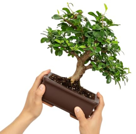 Armonía Verde – Bonsái Carmona microphylla Natural para Interior | Bonsái Té de Fukien Decorativo Elegante y Fácil Mantenimiento DECOALIVE