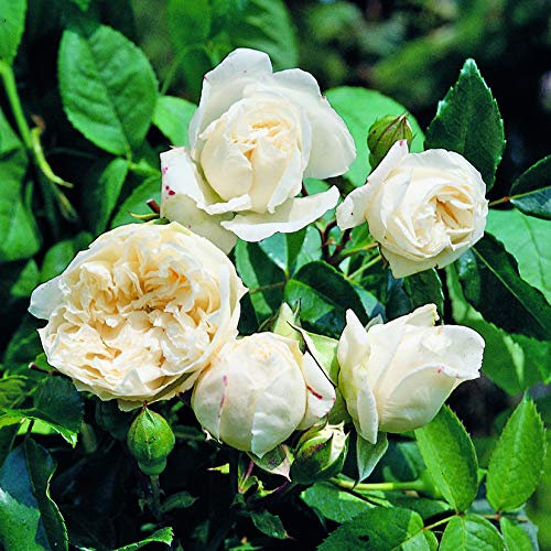 Alberic Barbier, rosa rampicante antica in vaso di Rose Barni®, pianta rampicante di gran pregio, vigorosa con fiori doppi a mazzi,h. fino a 5 metri, rosaio in vaso resistente, cod.14007