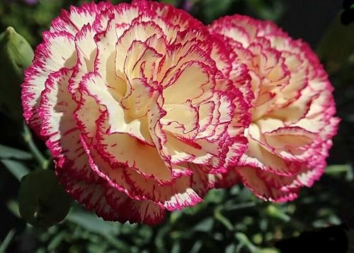 Buy4seeds 100 Finest Seed Flower Carnation Double Striped Useful for Garden and Outdoor