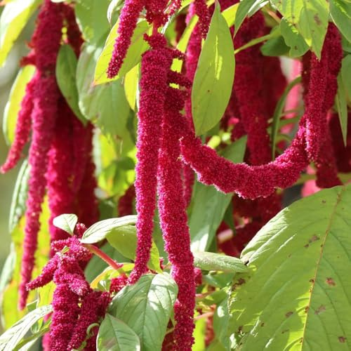Semillas de amaranto, Amaranthus caudatus, jardín de Amaranto cola de colgando, semillas de cocina jardín de variedades antiguas regalos para amantes 400pcs