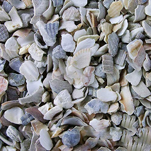 BusyBeaks Hen Sized Oyster Shell | Premium High in Calcium Poultry Grit | Enhances Strong Bones Digestion System and Quality of Eggs | Chicken Hen Animal Wildlife Mixture | Natural Food Mix (25kg)