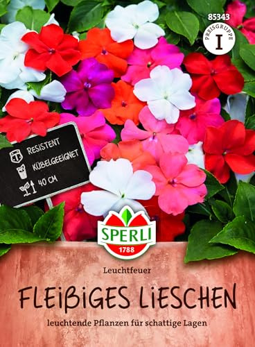Sperli Fleißiges Lieschen Samen Leuchtfeuer 85343 - ntensiv rote, reich blühende Sommerblume, Blumensamen für Schatten, Balkonblume, hohe Keimrate, ideal für Kübel und Hochbeete, Saatgut