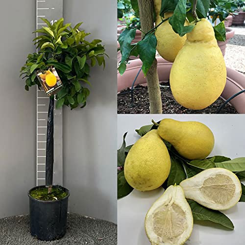 Planta de limón SAVINI VIVAI, árbol de cítricos, pera Lemon Commendatore, en maceta de 24 cm altura 90-110 cm 3-4 años de injerto, fabricado en Italia