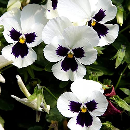 Silberbraut Viola del pensiero Viola Wittrockiana 250 grani di pensiero biennali