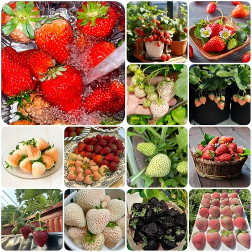 Semillas de fresa, resistentes para el jardín semillas fresa, huerta balcón raras exterior resistentes exóticas columnar regalos para jardineros 160pcs