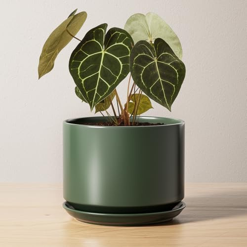 LE TAUCI Ceramic Pots for Plants, 17 cm Plant Pot with Drainage Hole & Saucer, Modern Minimalist Planters for Indoor Plants, Round Flower Pot for Snake Plant, Monstera, Perfect for Home Decor, Green