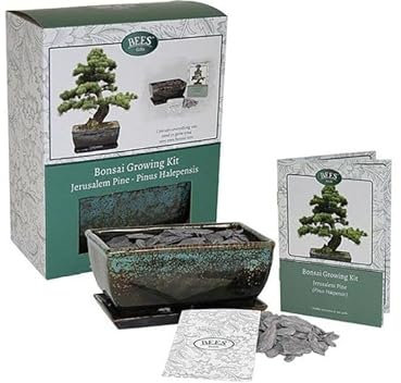 Grow Your Own Bonsai Tree Kit Gift Set - 3 Tree Varieties to Choose from (Stone Pine)