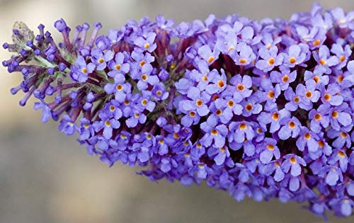 Portal Cool Buddleja Davidii Empire Blue - Buddleia, Farfalla Bush, Pianta in 9cm Pot