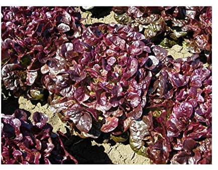 Sachet de graines de Laitue pommée feuille de chêne rouge intense ELUARDE- Les Graines Bocquet