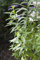 Aloysia triphylla ca. 9x9 cm Topf - Zitronenverbene, aromatische Blätter, ideal für Tee und Duftgärten, pflegeleicht, bienenfreundlich