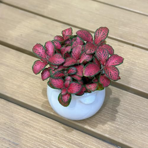 Semillas de plantas de Fittonia, Salón decorativo moderno, plantas decorativas. Decoración verde, plantas resistentes al exterior. Grandes plantas de interior, jardín de flores. 100pcs