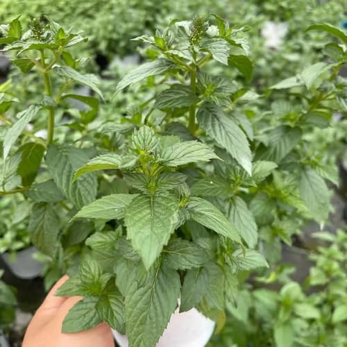 semi di menta resistente - giardino tappezzanti 100pcs