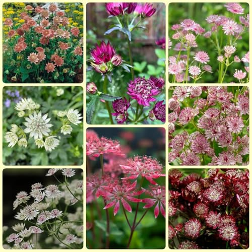 Semillas de umbela estrella, semillas de exóticas Astrantia mayor abeja semillas de pradera de perennes 500pcs