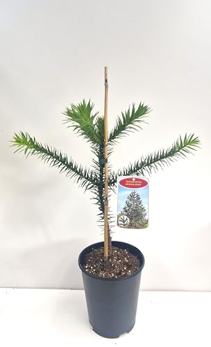 Chilenische Schmucktanne Araucaria araucana 25-30 cm im 3 Liter Pflanzcontainer