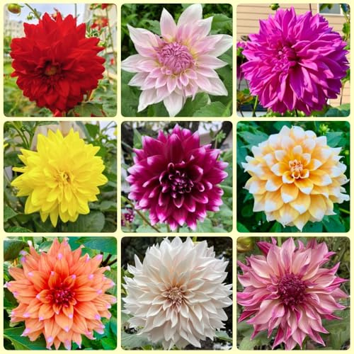 Bulbi di dalia, Le da giardino sono bulbo resistenti per il giardino 5pcs