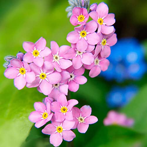 Welldales 50 Pink Rose Forget me Not Seeds UK Myosotis Ground Cover Plant to Grow Flowers