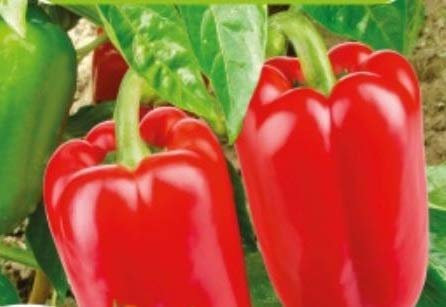 Pcs - 25x Poivron Jubilandska Eko Poivron F1 Légumes Jardin Plantes - Graines K384 - Seeds & Plants Shop by Ipsa