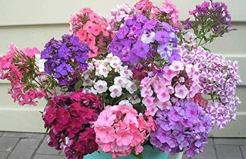 Drummond's Phlox Mix Seeds Annual Flowers for Planting Non GMO 100 Seeds