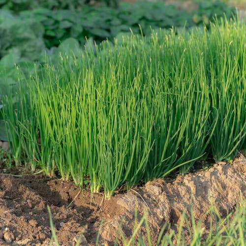 semillas de cebollino orgánico - variedades antiguas trepadoras rápido crecimiento jardín Cama elevada 100pcs