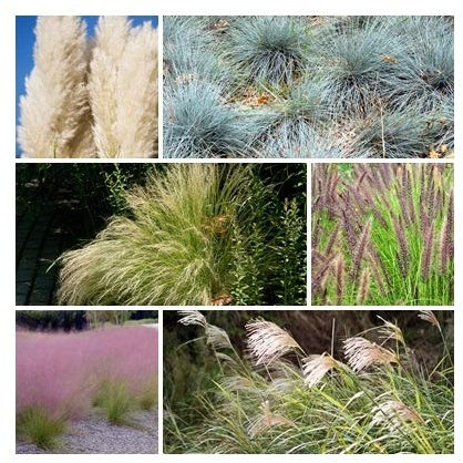 RP Seeds Ornamental Grass Seed Collection. 6 Individual Packets of Hardy Perennial Ornamental Grasses with Growing Guides. Save 15% on Normal Prices.