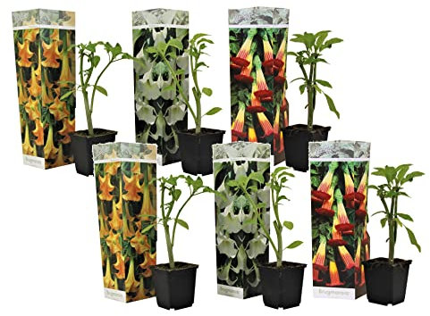 Plant in a Box - Brugmansia - Mélanger - Set de 6 - Avec trois types - Brugmansia versicolor, sanguinea, suaveolens - Pot 9cm - Hauteur 25-40cm
