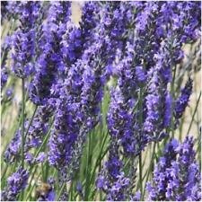 Paquete de 500 semillas, Semillas Espliego (Lavandula latifolia)