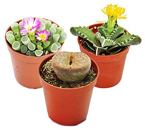 Set de 3 Plantas Suculentas Surtidas en Maceta Pequeña de 5cm