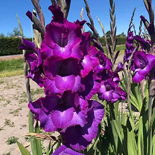 gladiolen zwiebeln winterhart mehrjährig,Gladiolus, topfpflanzen draußen winterhart kübelpflanzen winterhart mehrjährig frühlingsblüher zwiebeln wanddeko pflanzen 9 Stück