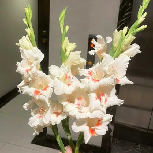 Bombilla de gladiolos,perennes resistentes,Maceta de,decoración de salón.Bombilla de perennes resistentes Maceta,resistentes para el jardín.10pcs