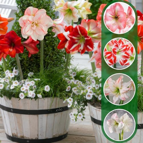 FLORIUM - Colección de amarilis Secret (10 bulbos grandes 26/30). Bulbos de Hippeastrum resistentes perfectos para interior y jardín. Verdaderas plantas exclusivas de Holanda (sin semillas, cera)