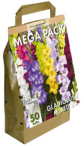 GreenBrokers Mega Pack Gladioli Mixed Summer Flowering Bulbs (50 Bulbs) Bee & Butterfly Friendly