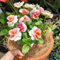 Worparsen 500 PCS Semillas de pensamiento para plantar semillas de flores no transgénicas semillas de pensamiento anual para contenedores de flores Rosado