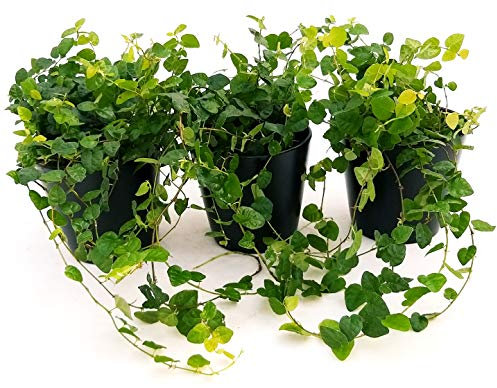 POWERS TO FLOWERS - FICUS PUMILA, FICUS REPENS, 3 PIANTE V12, Piante Vere