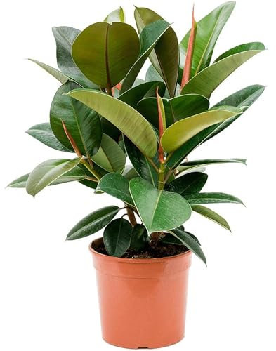 Gummibaum Busch verzweigt - echte Zimmerpflanze, Ficus elastica 'Robusta' - Höhe ca. 70 cm, Topf-Ø 21 cm