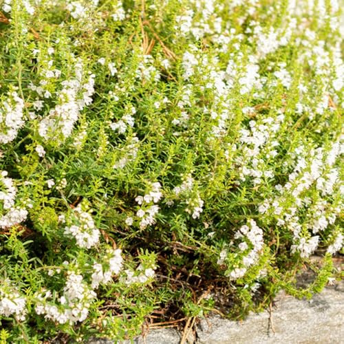 ajedrea, jardín rocas silvestres, resistentes bancal elevado interior exóticas al aire libre 200Semillas