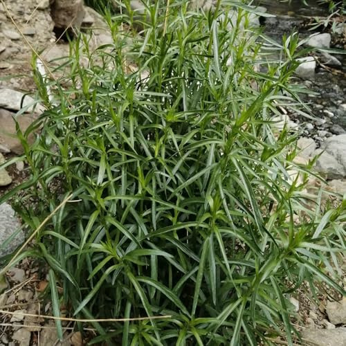 semillas de estragón productos sostenibles exótico verdes orgánicas de balcón jardín cultivo jardín resistentes jardines 300pcs