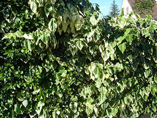 Lierre des Colchide Dentata Variegata C 3 Litres