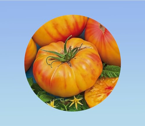 100 graines de tomate ananas