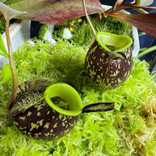 Semi di carnivora, Nepenthes mirabilis, da balcone resistenti Semi di Nepenthes, decorazione soggiorno esotiche resistenti per il giardino 120pcs
