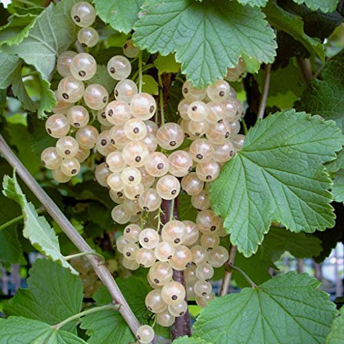 Weiße Versailler weiße Johannisbeere Fußstamm ca. 40 cm Stamm 100-140 cm im 3-5 Liter Topf