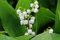 10 X Mughetto rizomi - Convallaria majalis Rhizomes (10)