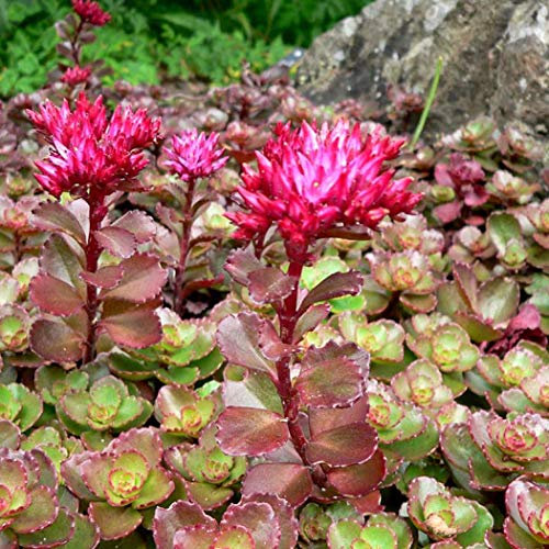 6 x Orpin spurium 'Purpurteppich' - Sedum Spurium 'Purpurteppich' - Godet 9x9 cm, Feuillage Pourpre, Couvre-sol Persistant