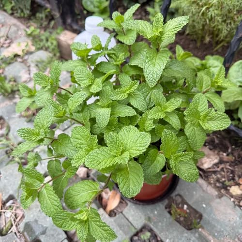 semi di menta marocchina - jardín jardín balcone 300pcs