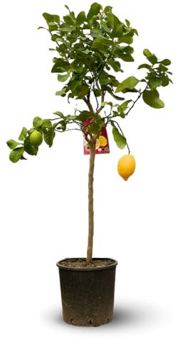 Attitude Jardin - Citronnier limon - citrus limon - agrume méditerranéen - arbre fruitier - 120-130 cm - ⌀ 24 cm