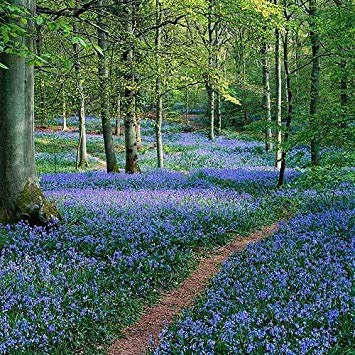 Semilla de potasio 50 Semi Campanula, Britannici sementi autoctona Fiore Selvaggio