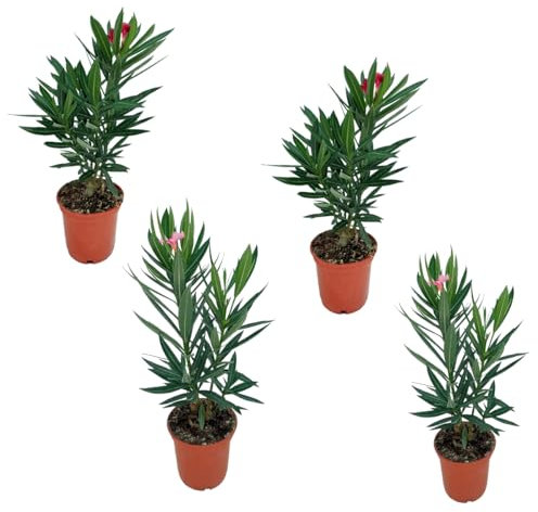 Kit 4 Adelfa - Árbol del Oleandro Natural con Flores de Color Rosa