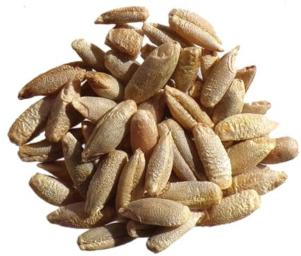 Seigle Bio Seigle Bio - 15 grammes - Secale Cereale L. (Engrais Vert) SEM06