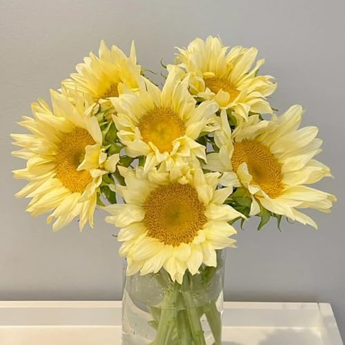 semillas de girasol perennes resistentes - jardín perennes balcón 800pcs